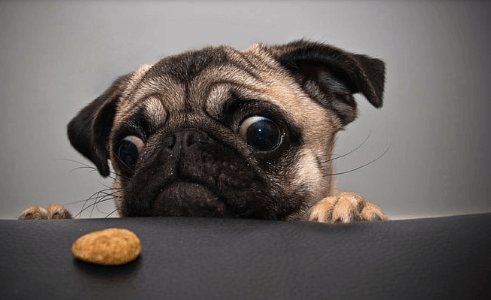 Looking:0wipvbb9pgo= Funny Animals